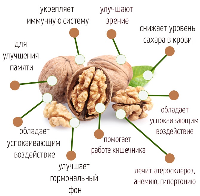 Корисні властивості волоського горіха для жінок, чоловіків і дітей. Рецепти і як вживати