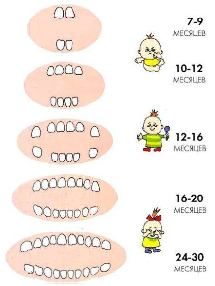 Перші зубки у немовлят, коли починаю рости
