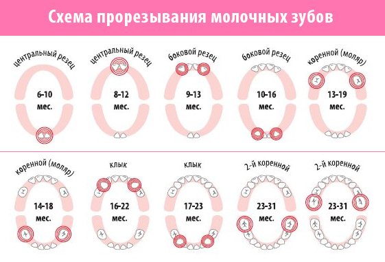 Перші зубки у немовлят, коли починаю рости