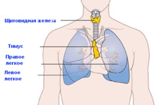 Як перевірити імунітет у дорослої людини