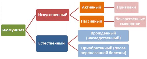 Штучний пасивний імунітет виробляється після введення сироватки