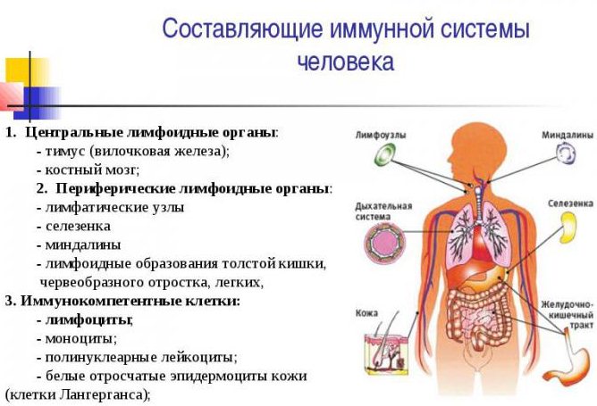 Складові імунної системи людини