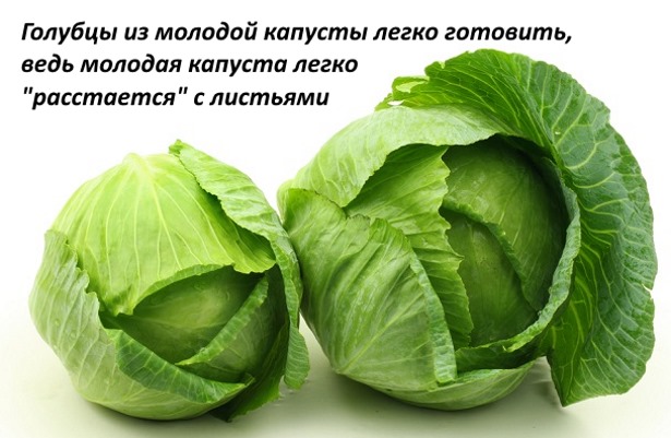 Смачні голубці - покрокові рецепти з фото: з рисом і фаршем в капусті, в томатному соусі, в духовці, мультиварці, каструлі