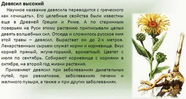 Дивосил - лікувальні властивості, користь і протипоказання. Опис, види рослини, препарати з оманом і їх застосування