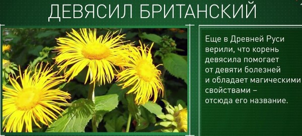 Дивосил - лікувальні властивості, користь і протипоказання. Опис, види рослини, препарати з оманом і їх застосування