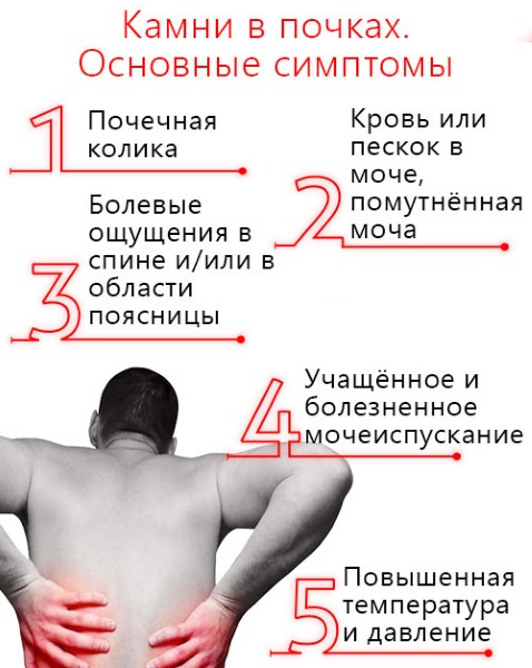 Дивосил - лікувальні властивості, користь і протипоказання. Опис, види рослини, препарати з оманом і їх застосування