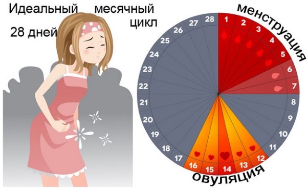 Дивосил - лікувальні властивості, користь і протипоказання. Опис, види рослини, препарати з оманом і їх застосування