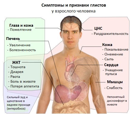 Паразити в організмі людини: лікування медикаментозне і народними засобами