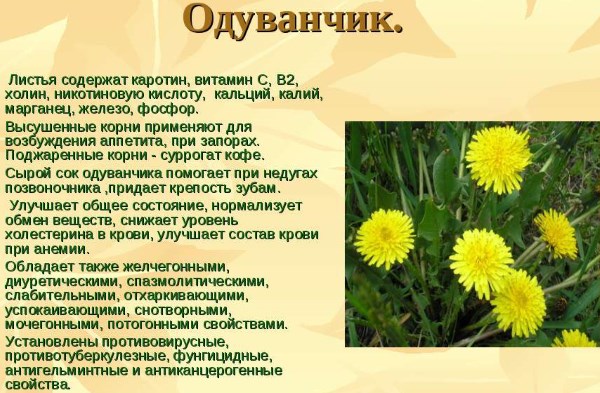 Кульбаба - лікувальні властивості і протипоказання, користь і можливу шкоду застосування. Рецепти застосування кореня, квіток, листя