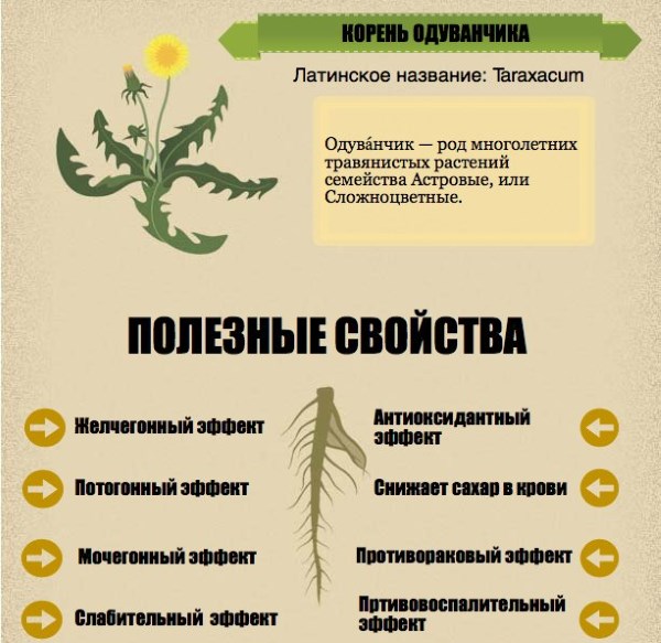 Кульбаба - лікувальні властивості і протипоказання, користь і можливу шкоду застосування. Рецепти застосування кореня, квіток, листя