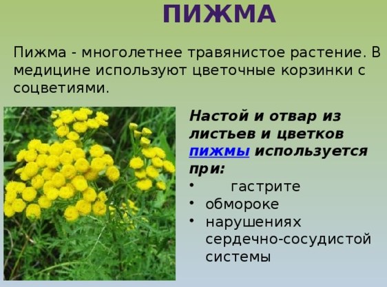 Деревій звичайний - корисні, лікувальні властивості та протипоказання для жінок, чоловіків і дітей