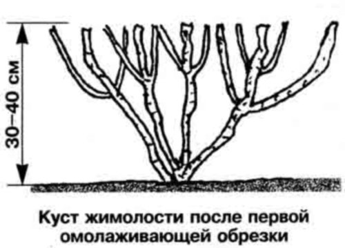 Коли обрізати жимолость для омолодження