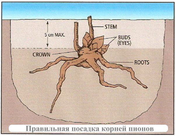 Догляд за півоніями після цвітіння