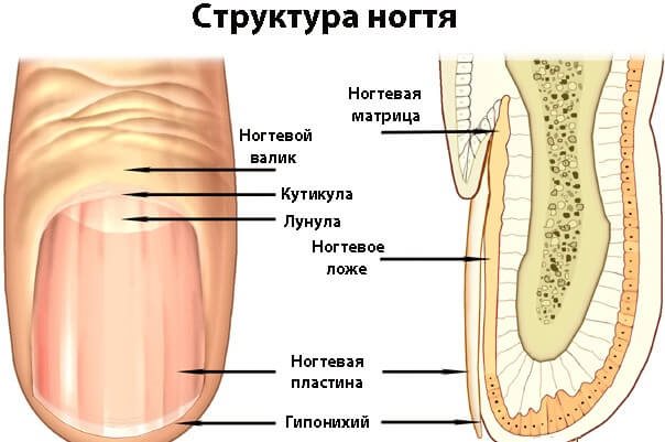 Якщо нігті ростуть хвилями: причини і лікування