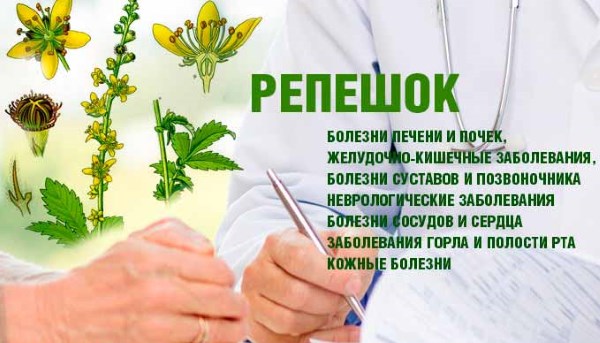 Репешок. Корисні, лікувальні властивості та протипоказання. Що лікує звичайний репешок. фото