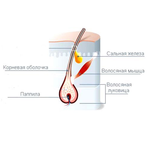 Як розбудити волосяні цибулини в домашніх умовах