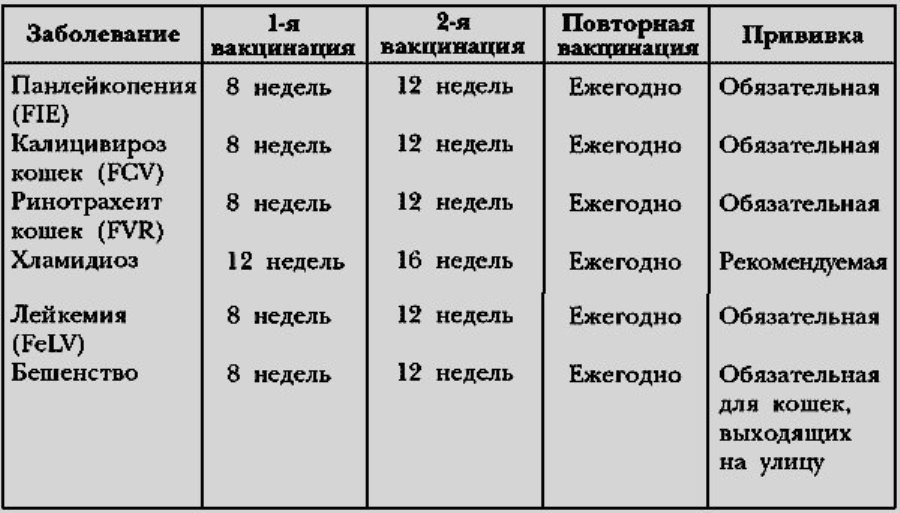 Які щеплення роблять кішкам і коли